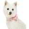 Show in main carousel: Dogs & Cats & Co. Red Flower AccessoryFloral Design Polyester Dog Collar, Beige & Pink, Large: 26-in neck, 1-in wide slide 2 of 8