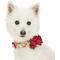 Show in main carousel: Dogs & Cats & Co. Red Flower AccessoryFloral Design Polyester Dog Collar, Beige & Red, Medium: 20-in neck, 3/4-in wide slide 2 of 8