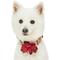 Show in main carousel: Dogs & Cats & Co. Red Flower AccessoryFloral Design Polyester Dog Collar, Beige & Red, Medium: 20-in neck, 3/4-in wide slide 3 of 8