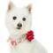 Show in main carousel: Dogs & Cats & Co. Red Flower AccessoryFloral Design Polyester Dog Collar, Turquoise, Small: 16-in neck, 5/8-in wide slide 3 of 9