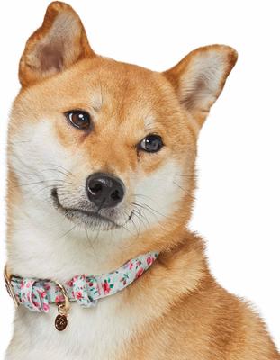 Show full view: Dogs & Cats & Co. Rose Flower Polyester Dog Collar, Ashy Beige, Medium: 16.5-in neck, 3/4-in wide slide 3 of 7