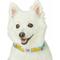 Show in main carousel: Dogs & Cats & Co. Vibrant Striped Polyester Dog Collar, Solar Yellow & Capri Blue, Medium: 20-in neck, 3/4-in wide slide 2 of 6