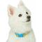Show in main carousel: Dogs & Cats & Co. Vibrant Striped Polyester Dog Collar, Solar Yellow & Capri Blue, Medium: 20-in neck, 3/4-in wide slide 3 of 6