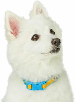 Show full view: Dogs & Cats & Co. Vibrant Striped Polyester Dog Collar, Solar Yellow & Capri Blue, Small: 16-in neck, 5/8-in wide slide 3 of 6