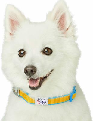 Show full view: Dogs & Cats & Co. Vibrant Striped Polyester Dog Collar, Solar Yellow & Capri Blue, Small: 16-in neck, 5/8-in wide slide 2 of 6