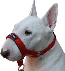 Dogs My Love Nylon Dog Headcollar, Red, Small: 9.5 to 16-in neck, 3/4-in wide slide 2 of 4
