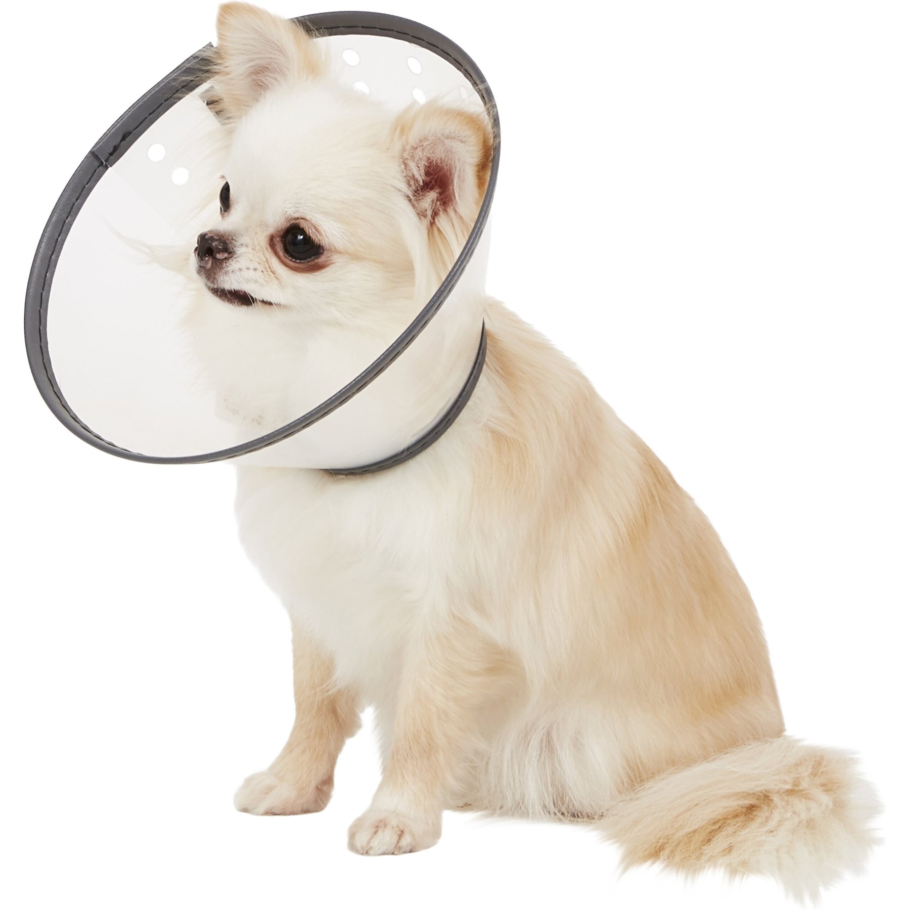 e collar for a dog