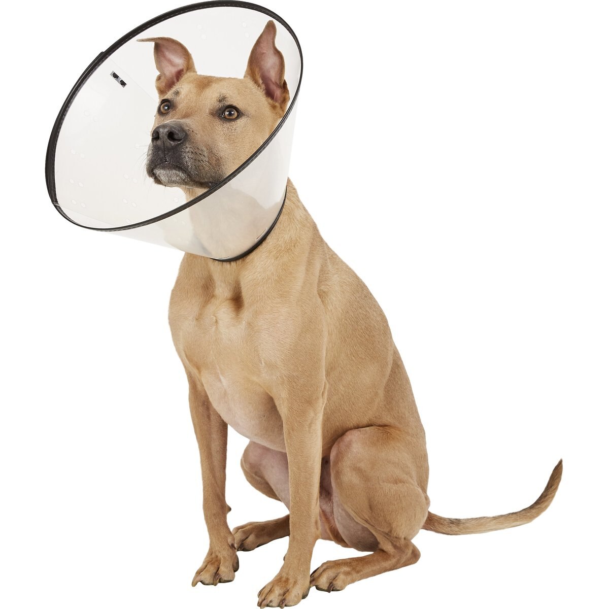 Dogswell Remedy+Recovery Dog E-Collar, X-Large