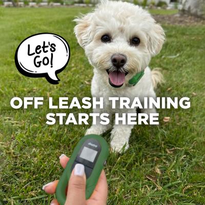 Show full view: Dogtra CUE Dog Bark Control Training, Green slide 9 of 11