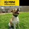Show in main carousel: Dogtra iQ MINI Add On Collar Remote Training Dog e-Collar, Golden Yellow slide 7 of 8