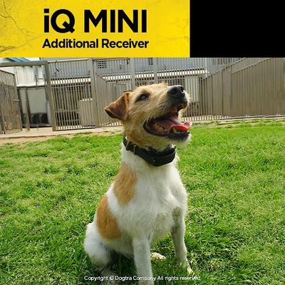 Show full view: Dogtra iQ MINI Add On Collar Remote Training Dog e-Collar, Golden Yellow slide 7 of 8