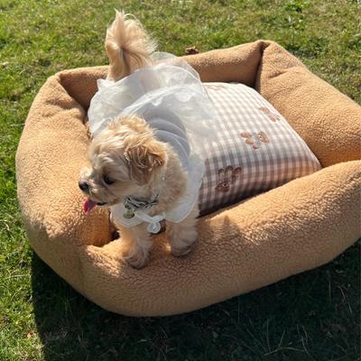 Show full view: Dolly Pet Teddy Bear Fuzzy Den Dog Bed with Removable Cover, Brown/White, Large slide 4 of 7
