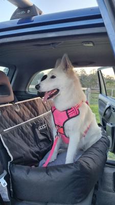 Show full view: DOOG Dog Car Seat, Black, Large slide 4 of 7