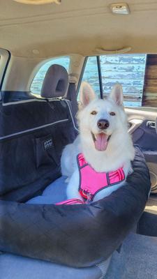 Show full view: DOOG Dog Car Seat, Black, Large slide 3 of 7