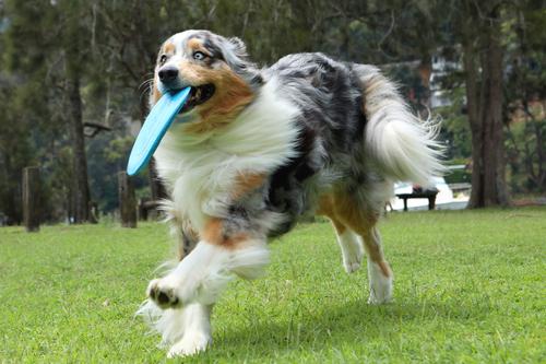Show full view: DOOG Fetch-ables Fetch-A-Disc Dog Toy, Blue slide 4 of 5