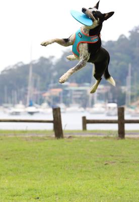 Show full view: DOOG Fetch-ables Fetch-A-Disc Dog Toy, Blue slide 3 of 5