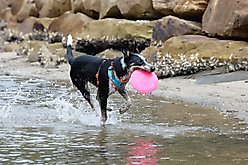 DOOG Fetch-ables Fetch-A-Disc Dog Toy, Pink slide 2 of 3
