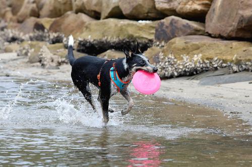 Show full view: DOOG Fetch-ables Fetch-A-Disc Dog Toy, Yellow slide 4 of 5