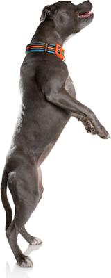 Show full view: DOOG Neoprene Beethoven Neon Dog Collar, Orange/Blue, Large: 16 to 24-in neck, 1.375-in wide slide 5 of 8