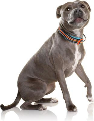 Show full view: DOOG Neoprene Beethoven Neon Dog Collar, Orange/Blue, Large: 16 to 24-in neck, 1.375-in wide slide 6 of 8