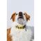 Show in main carousel: DOOG Neoprene Bolt Neon Dog Collar, Yellow/Black, Small: 9 to 13-in neck, 3/4-in wide slide 3 of 8