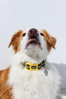 Show full view: DOOG Neoprene Bolt Neon Dog Collar, Yellow/Black, Small: 9 to 13-in neck, 3/4-in wide slide 3 of 8