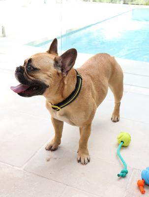 Show full view: DOOG Neoprene Bolt Neon Dog Collar, Yellow/Black, X-Small: 4 to 10-in neck, 1/2-in wide slide 5 of 8