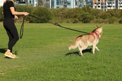 DOOG Neoprene Dog Training Leash, Black, 118-in long, 1-in wide slide 2 of 7