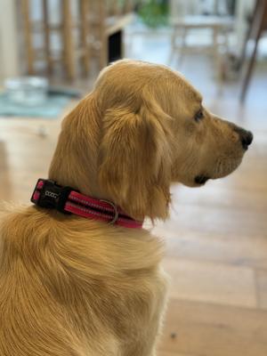 Show full view: DOOG Neoprene Lady Neon Dog Collar, Pink, Small: 9 to 13-in neck, 3/4-in wide slide 2 of 5