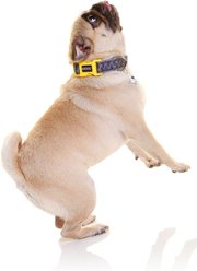 DOOG Neoprene Odie Dog Collar, Black/Purple/Yellow, Medium: 12 to 18-in neck, 1-in wide slide 2 of 5