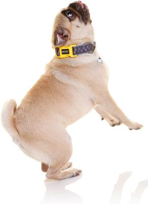Show full view: DOOG Neoprene Odie Dog Collar, Black/Purple/Yellow, X-Small: 4 to 10-in neck, 1/2-in wide slide 3 of 5