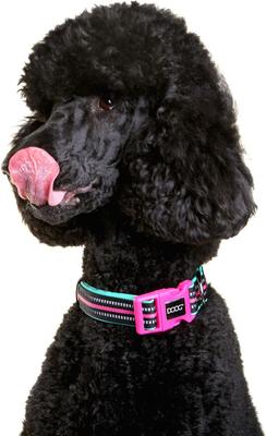 Show full view: DOOG Neoprene Rin Tin Tin Neon Dog Collar, Pink/Black/Teal, Small: 9 to 13-in neck, 3/4-in wide slide 4 of 6