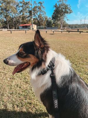 Show full view: DOOG Neosport Neoprene Dog Collar, Black, X-Small: 5.51 to 9.84-in neck, 1/2-in wide slide 2 of 5