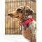 Show in main carousel: DOOG Neosport Neoprene Dog Collar, Red, X-Small: 5.51 to 9.84-in neck, 1/2-in wide slide 2 of 5