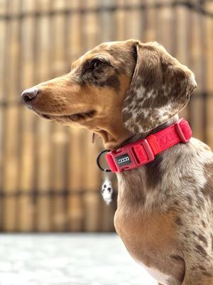 Show full view: DOOG Neosport Neoprene Dog Collar, Red, X-Small: 5.51 to 9.84-in neck, 1/2-in wide slide 2 of 5