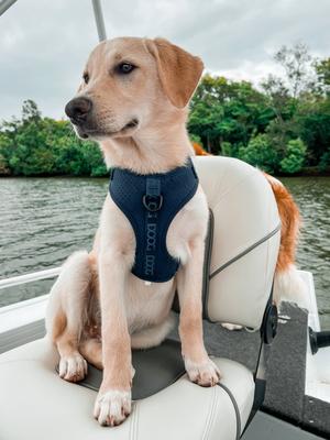 Show full view: DOOG Neosport Soft Dog Harness, Black, X-Small: 11 to 13-in chest slide 3 of 4