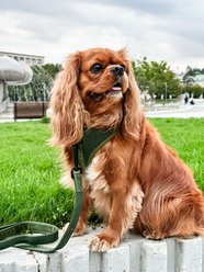 DOOG Neosport Soft Dog Harness, Green, X-Small: 11 to 13-in chest slide 2 of 4