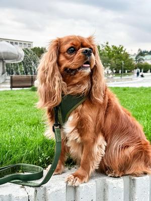 Show full view: DOOG Neosport Soft Dog Harness, Green, X-Small: 11 to 13-in chest slide 4 of 5