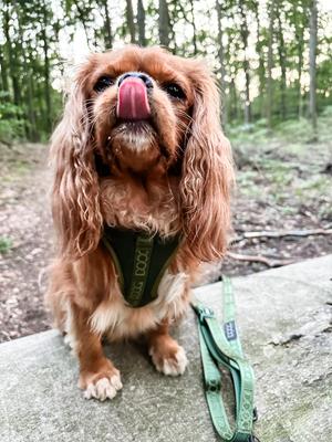 Show full view: DOOG Neosport Soft Dog Harness, Green, X-Small: 11 to 13-in chest slide 3 of 5