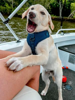 Show full view: DOOG Neosport Soft Dog Harness, Navy, X-Small: 11 to 13-in chest slide 4 of 5