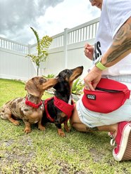 DOOG Neosport Soft Dog Harness, Red, X-Large: 22.5 to 31.5-in chest slide 2 of 4