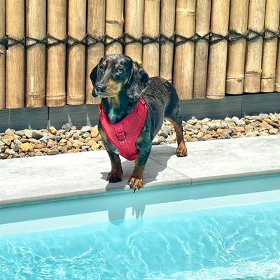 Show full view: DOOG Neosport Soft Dog Harness, Red, X-Large: 22.5 to 31.5-in chest slide 4 of 5