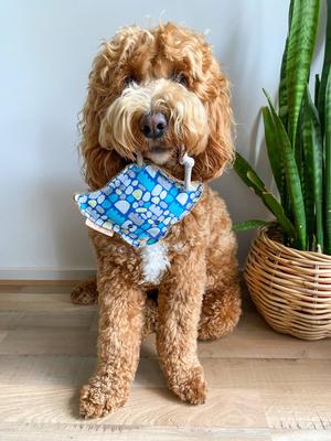 Show full view: DOOG Outback Tails Keturah Zimran Sheree the Stin Dog Chew Toy, Blue/White/Grey slide 5 of 6