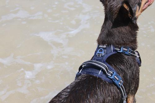 Show full view: DOOG Reflective Neotech Dog Harness, Navy, X-Large: 22.5 to 31.5-in chest slide 4 of 5