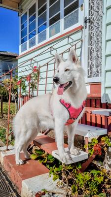 Show full view: DOOG Reflective Neotech Dog Harness, Red, Small: 12.5 to 17-in chest slide 3 of 5