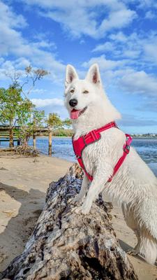 Show full view: DOOG Reflective Neotech Dog Harness, Red, X-Large: 22.5 to 31.5-in chest slide 4 of 5