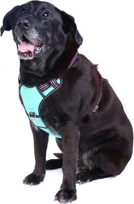 Show full view: DOOG Reflective Neotech Rin Tin Tin Dog Harness, Blue/Pink/Black, Large: 19.68 to 26.37-in chest slide 5 of 5
