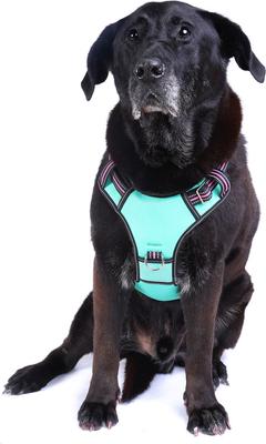 Show full view: DOOG Reflective Neotech Rin Tin Tin Dog Harness, Blue/Pink/Black, Medium: 14.96 to 19.29-in chest slide 4 of 6