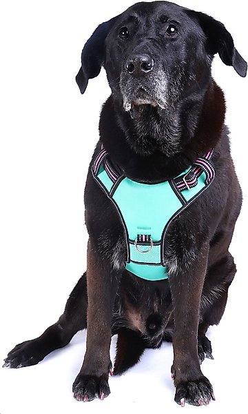 DOOG Reflective Neotech Rin Tin Tin Dog Harness