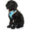 Show in main carousel: DOOG Step In Neoflex Beethoven Neon Dog Harness, Orange/Blue, Large: 19.5 to 27.5-in chest slide 4 of 7